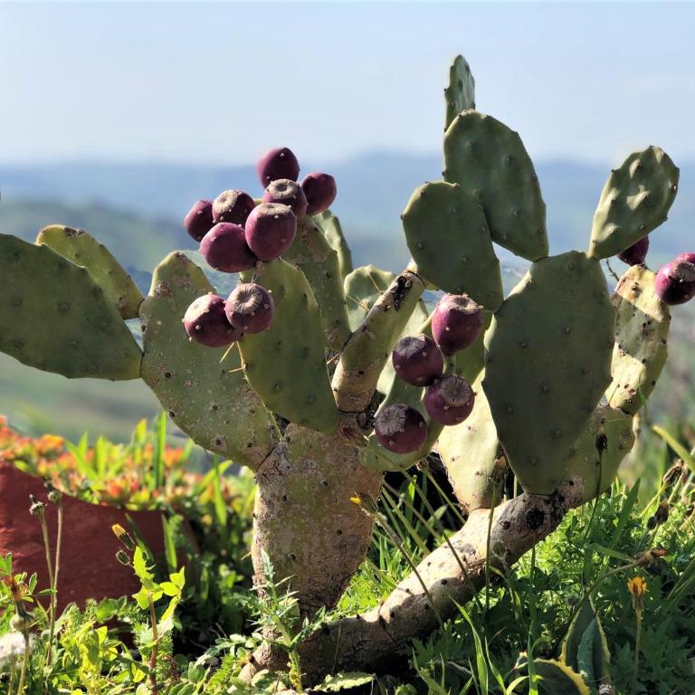 EverGreen House - Casa Vacanze - 25