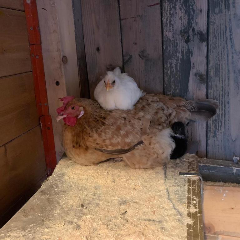 La Fabbrichina - Casa con 2 Camere da Letto - 76