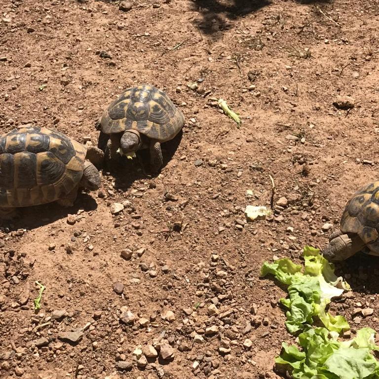 Les tortues vue mer - Maison 1 Chambre - 8