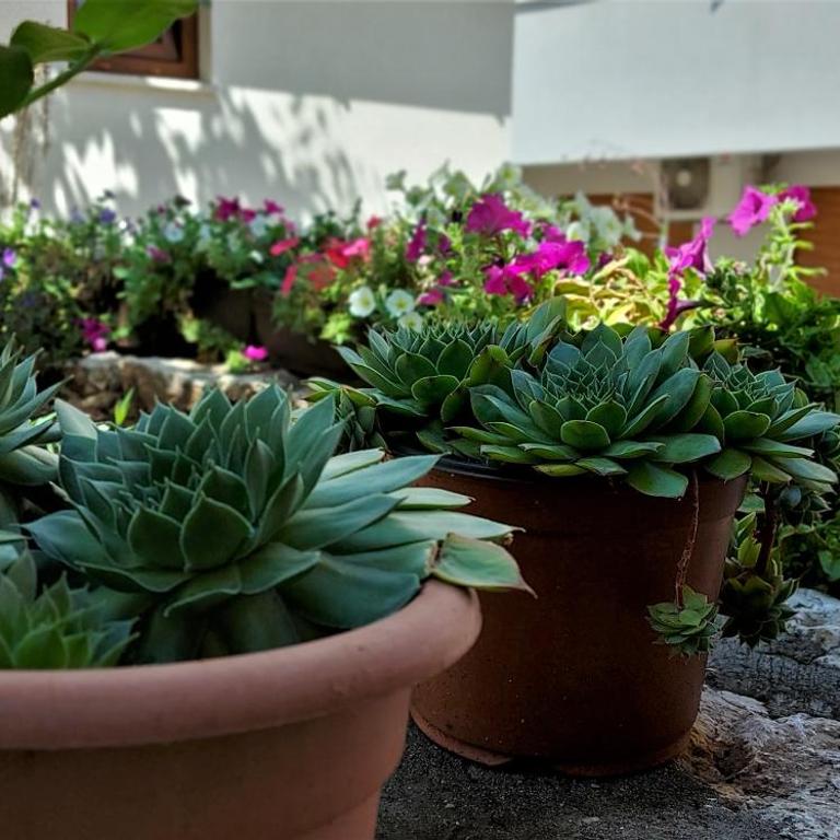 Apartments Kapetanovina - Deluxe Apartment - 3