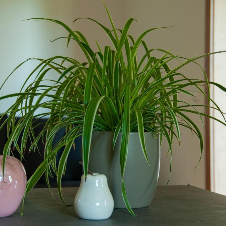 Ferienwohnung Stefanie - Apartment - Erdgeschoss - 8
