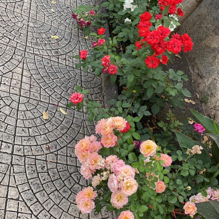 Casa delle Rose - Vacation Home - 2