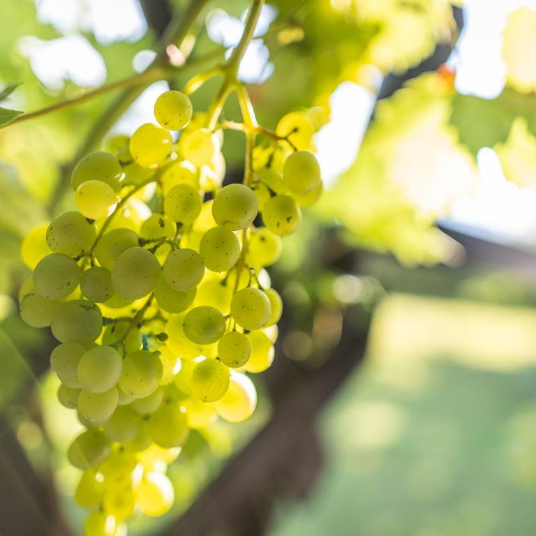 Kranach 5 - Wohnen beim Wein - Casa Vacanze - 68