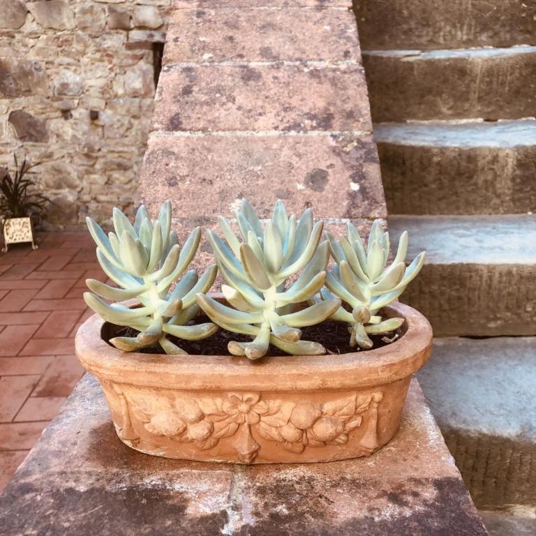 MEA CASA Toscana - Appartamento con Vista Piscina - 19