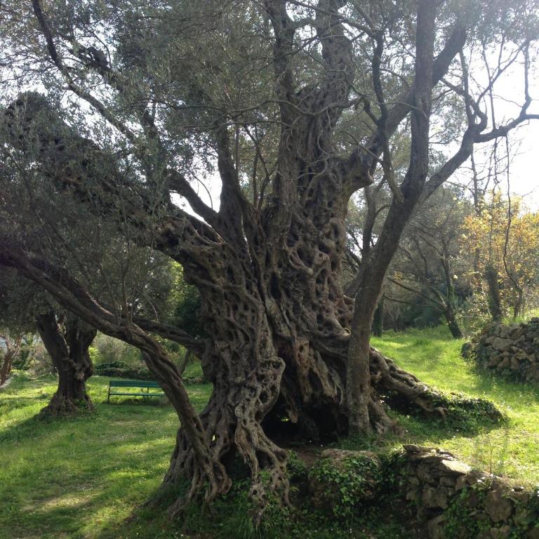 Villa Old Olive - Kuća sa 1 Spavaćom Sobom i Sopstvenim Bazenom - 20