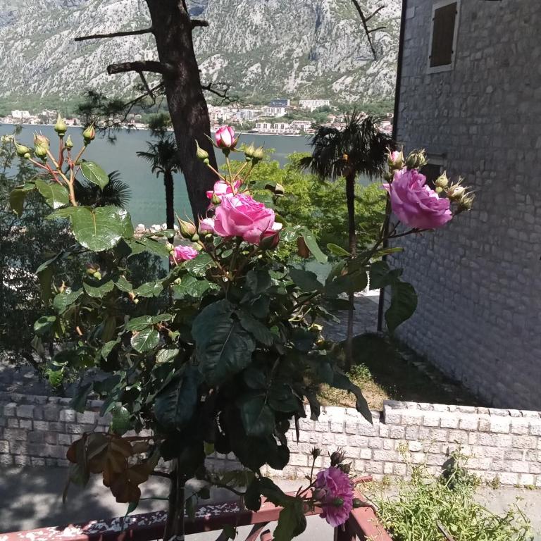 Apartmani Braca2 - Apartman - 2