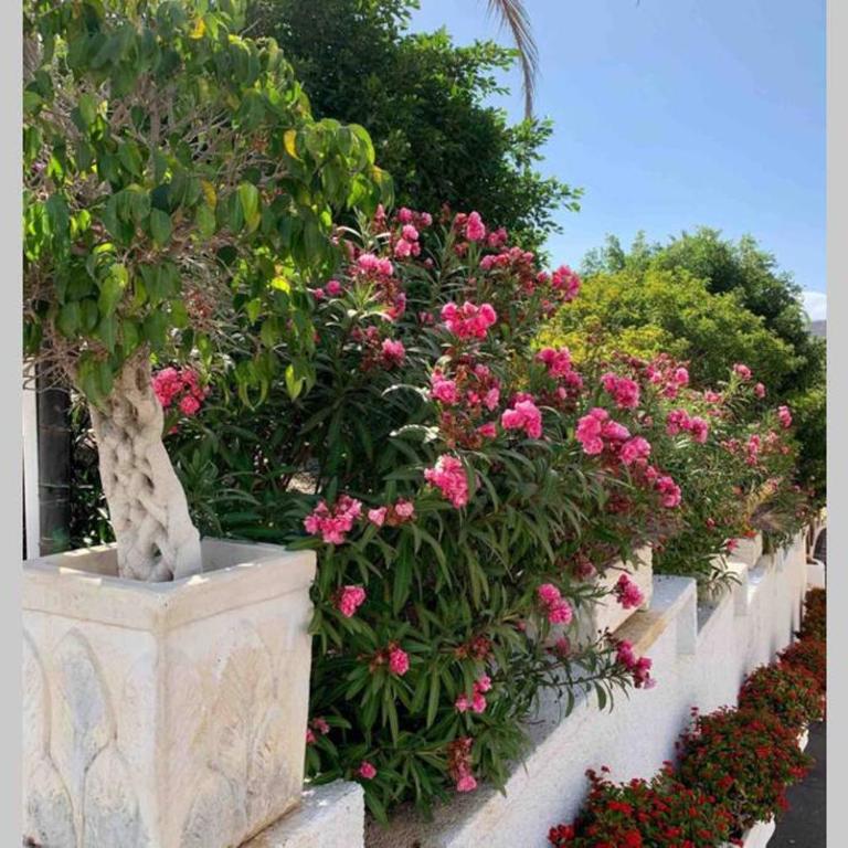 Guayero, Bel appartement à 50m de la mer - Apartamento de 1 dormitorio - 29
