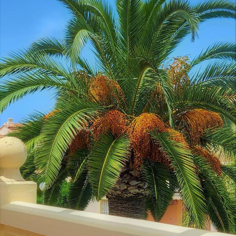 La Giralda 2 Denia Les Marines - Apartamento de 1 dormitorio - 18