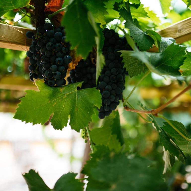 Umbrian Concierge - La Casa dei Pellari - Appartamento con Vista Giardino - 3
