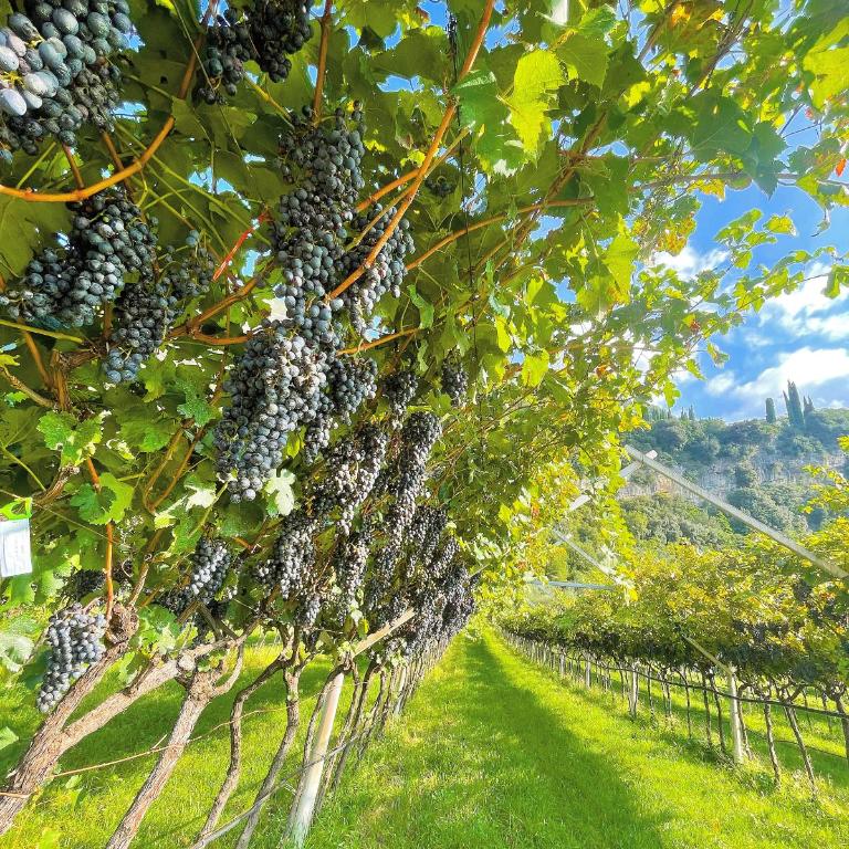 Appartamento Lucia - Appartamento con 3 Camere da Letto - 13
