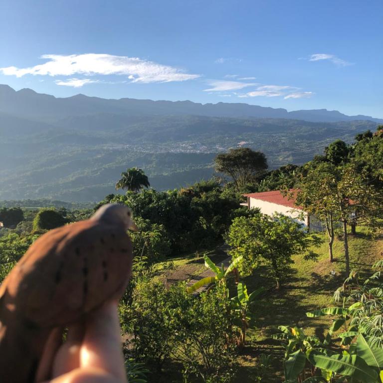 Cabañas Los Tulipanes - Chalet - 5