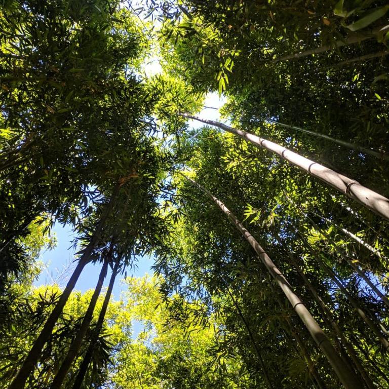 Glamping Remanso del Espíritu - Tent - 13