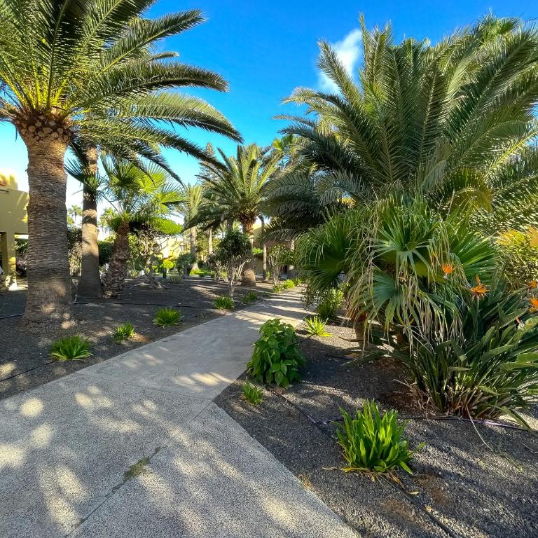 Atlantic Garden 238 by Best Holidays Fuerteventura - Apartamento de 1 dormitorio - 43