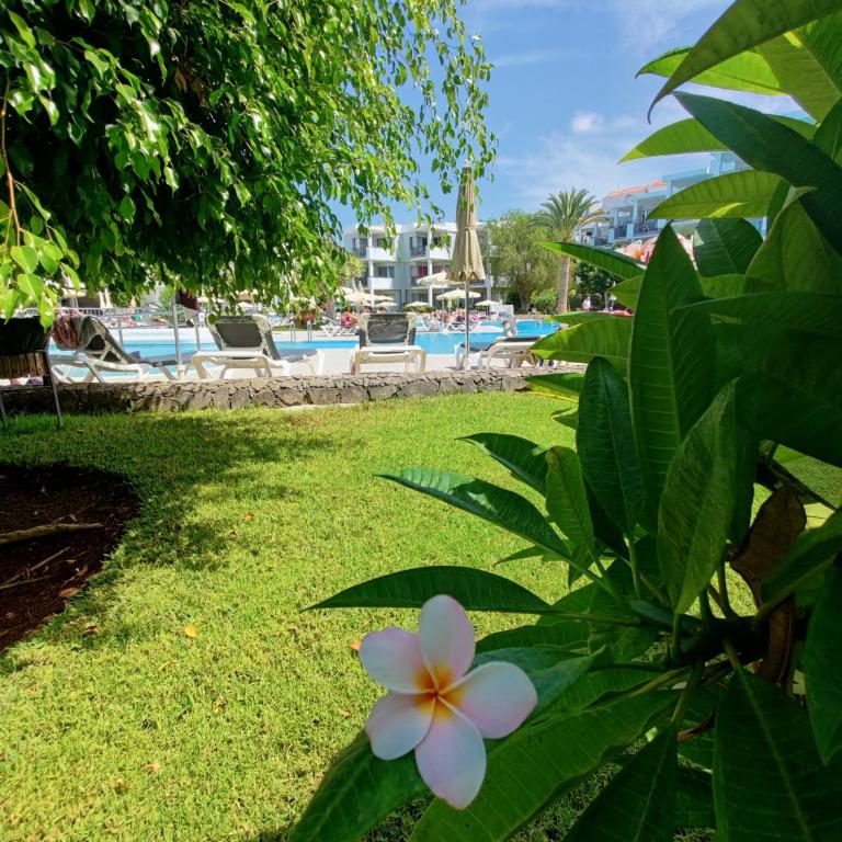 Private Apartment 150 HG Tenerife Sur - Apartamento - 20