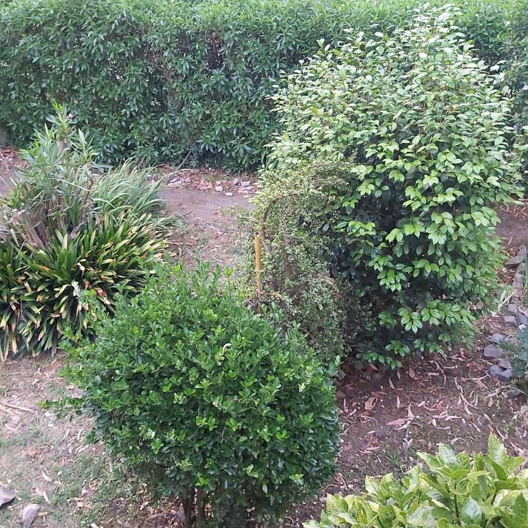 Cabaña Bosque peralta ramos - Casa de 2 dormitorios - 21