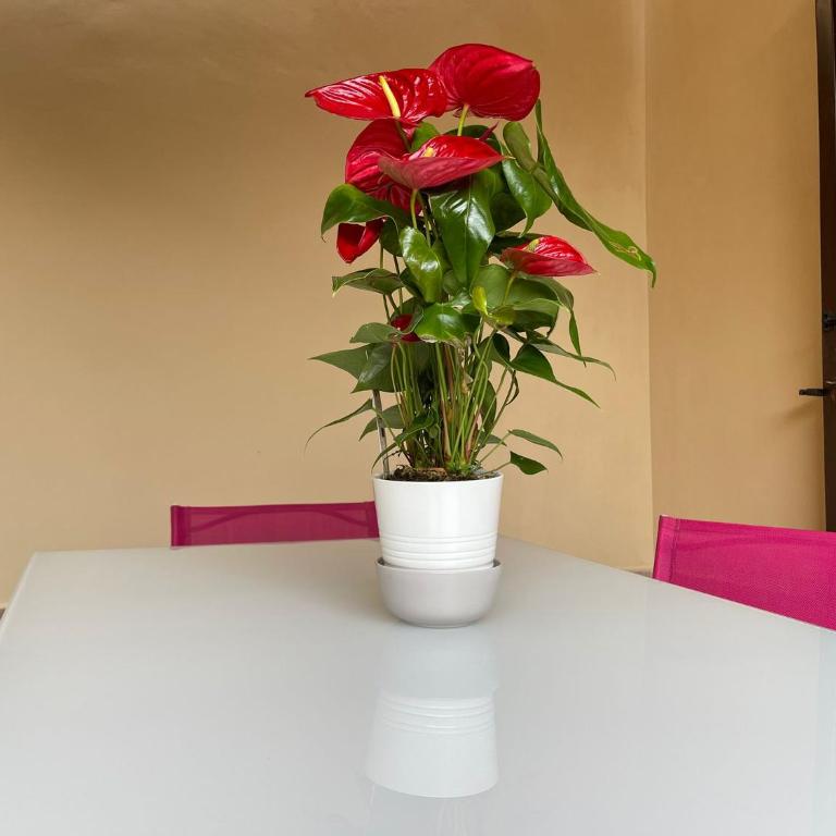 Flowers in Rome - Casa Vacanze - 24