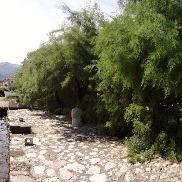 Apartment Pinebreeze - Prčanj - Kotor - Apartment - Ground Floor - 27
