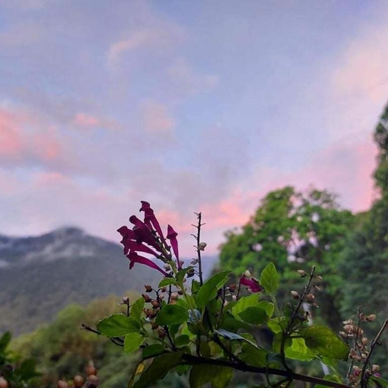 Eden Treehouse - Double Room - 1