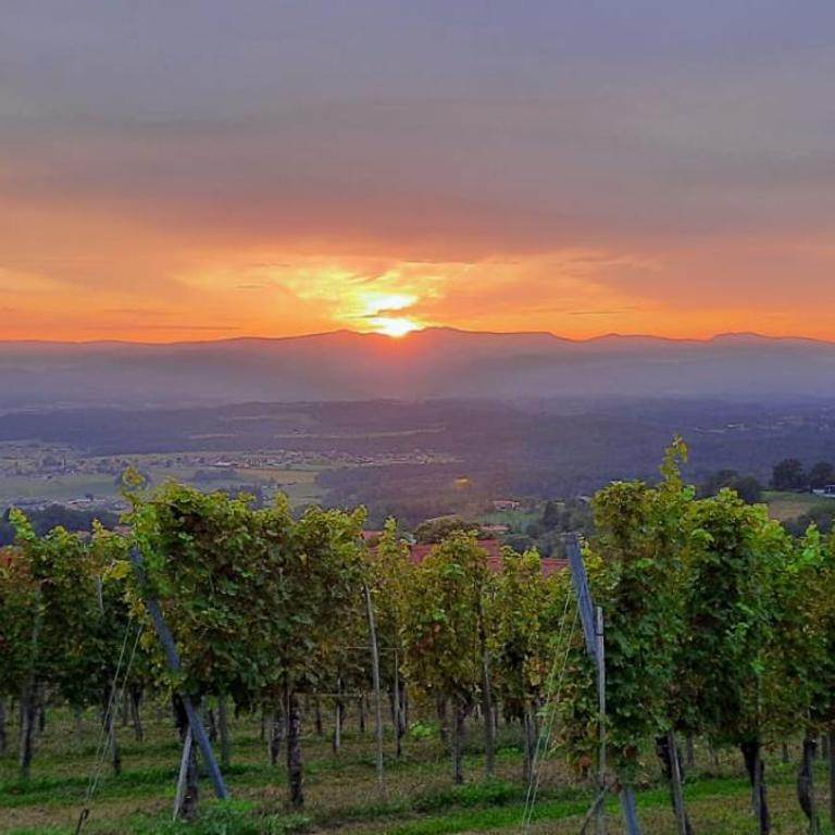 Wein- und Weitblick - Appartamento con 2 Camere da Letto - 20