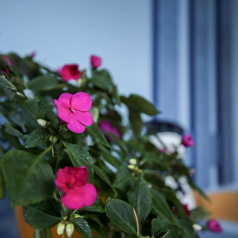 Vila Aris Zlatibor - Studio Apartman - 5