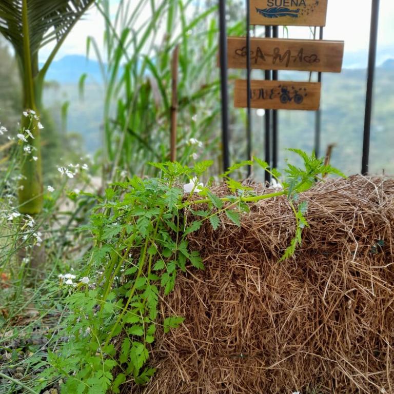 IslaMontaña Glamping - Isla Colibrí - 37