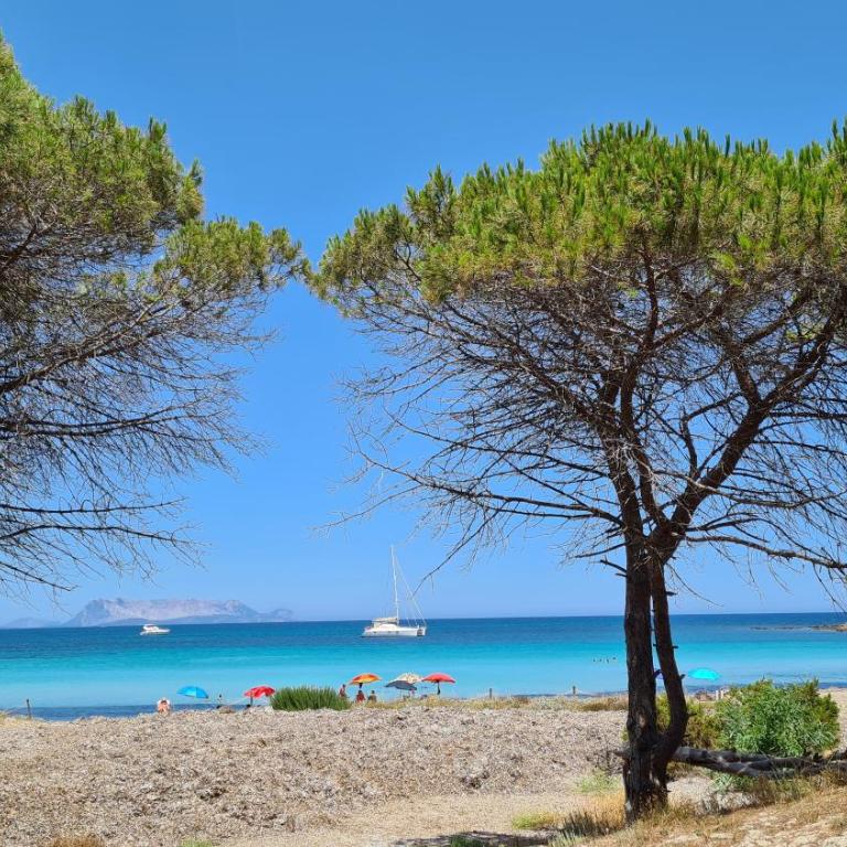 Villa vista pineta - 90 mt dalla spiaggia - Appartamento con Vista Giardino - 60