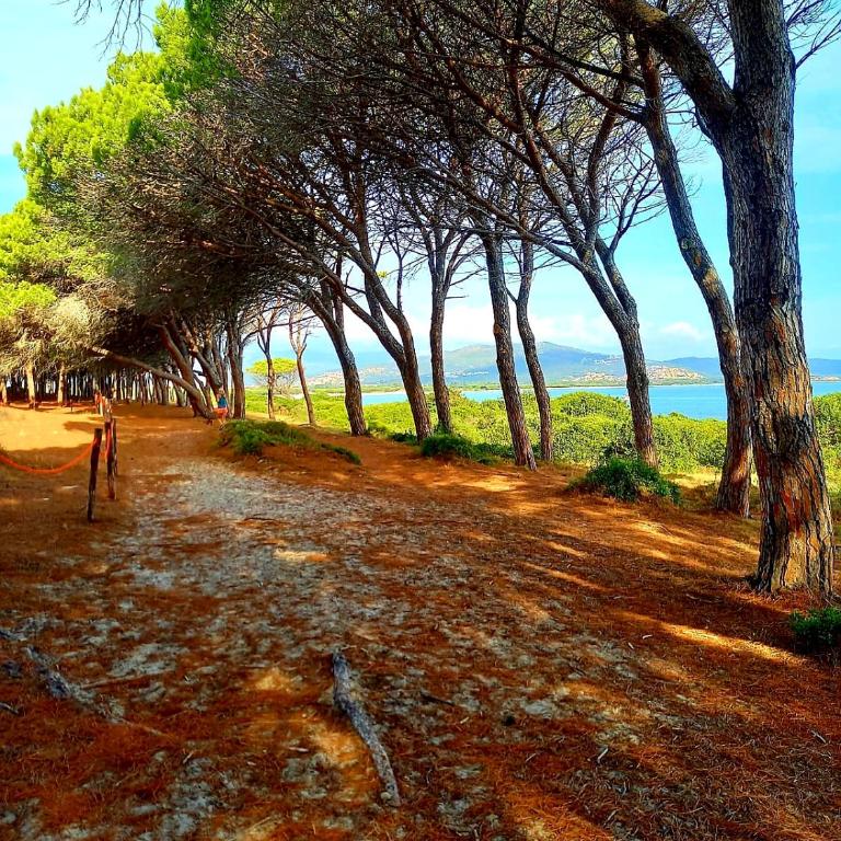 Villa vista pineta - 90 mt dalla spiaggia - Appartamento con Vista Giardino - 78