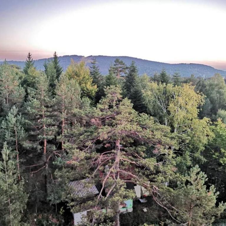 Divčibare Planinski mir A19 - Apartman sa 1 Spavaćom Sobom - 12
