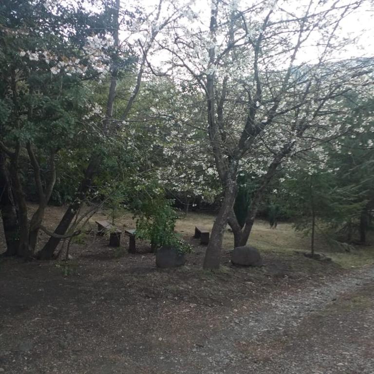 Nido del Quetrupillan Domo Geodésico - Casa con 1 dormitorio - 21