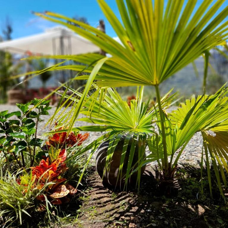 IslaMontaña Glamping - Isla Colibrí - 24