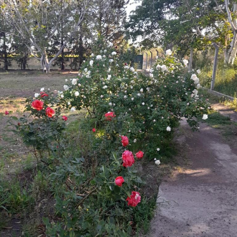 La casa de aminga dpto Castro barros La Rioja Argentina - Casa de 3 dormitorios - 11