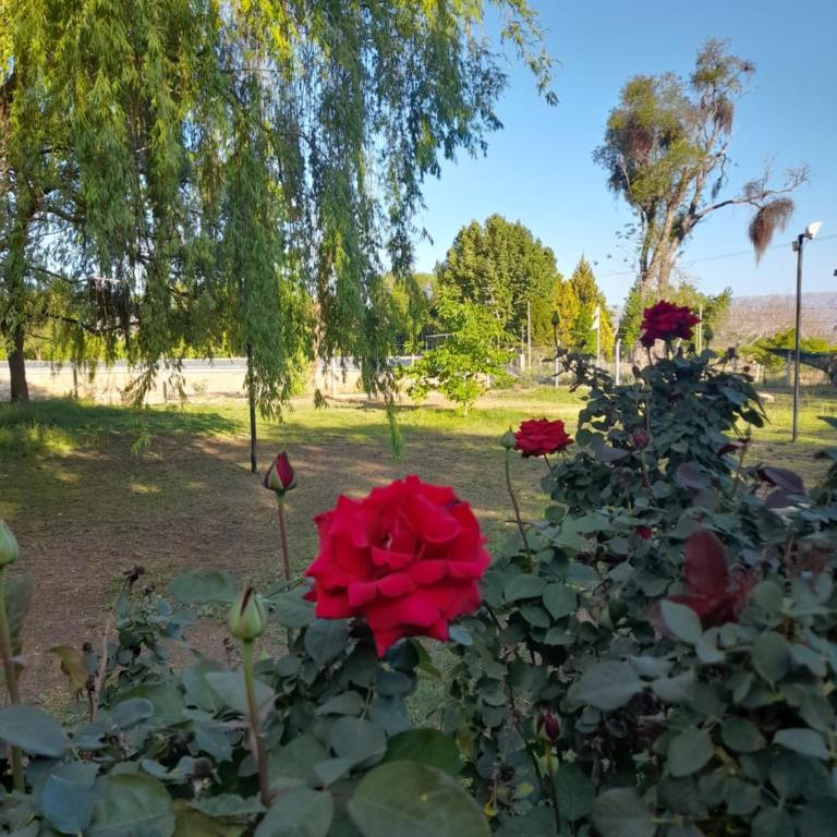 La casa de aminga dpto Castro barros La Rioja Argentina - Casa de 3 dormitorios - 12