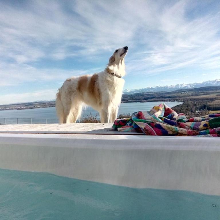 Swiss Borzoi House - Doppelzimmer mit Seeblick - 4