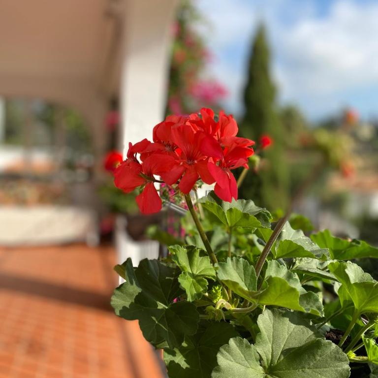 Casa Zawadi - Apartamento con terraza - 1