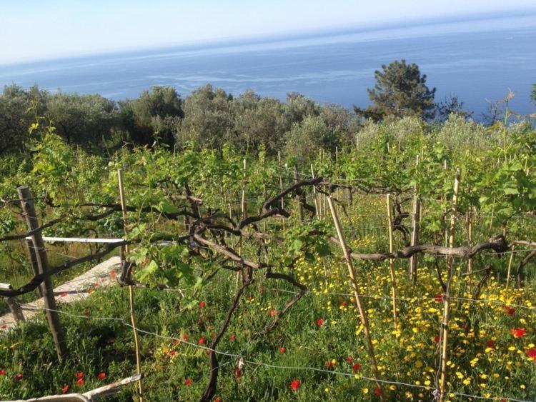 Il Nettare Agriturismo - Monolocale su 2 Livelli - 5