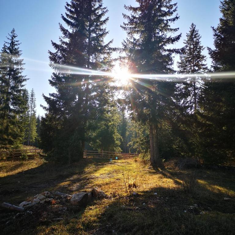 Snowhite Jahorina - Superior Chalet - 23