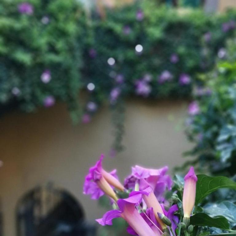 Lavanda Centro Histórico de Querétaro - One-Bedroom Apartment - 27