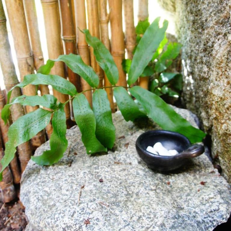 Ecofinca Fuente Alegre - Double Room with Terrace - 9