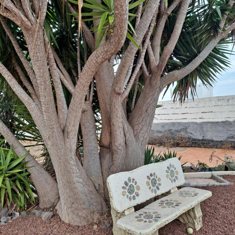 Tenerife CASA DE SANCHO PANSA apartment with terrace and garden 600m2 and ocean and Teide view - Apartamento de 1 dormitorio - 10