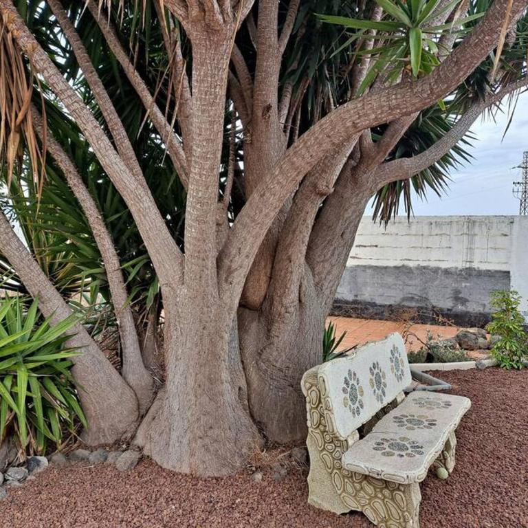 Tenerife Apartment Dulcynea with terrace and garden 600m2 with ocean and Teide view - One-Bedroom Apartment - 2