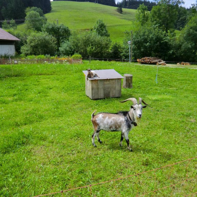 Ferienwohnung Grüntenpanorama im Jägerwinkl Allgäu - Appartamento con 2 Camere da Letto - 32