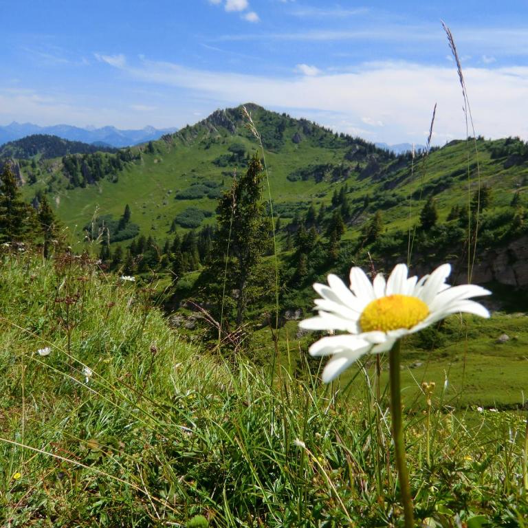Ferienwohnung Grüntenpanorama im Jägerwinkl Allgäu - Appartamento con 2 Camere da Letto - 36