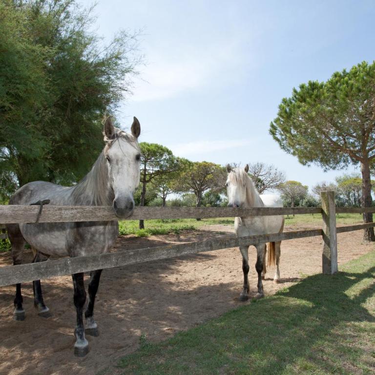 Gîtes Equestres Lou Caloun - Les Saintes Maries de la Mer - Haus mit 1 Schlafzimmer - 34