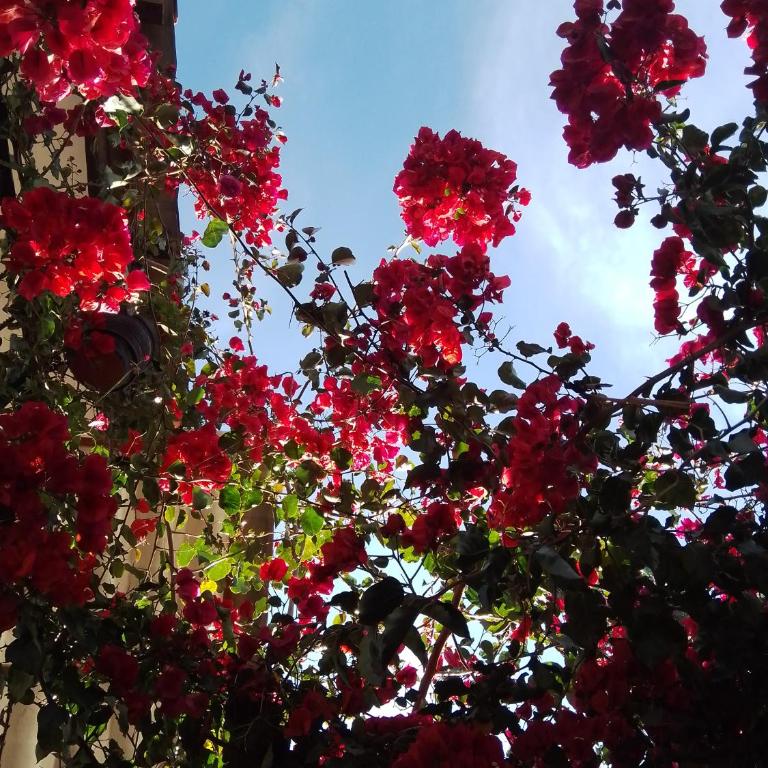 Casa de Mama Valle - Urubamba - Double Room with Balcony - 33