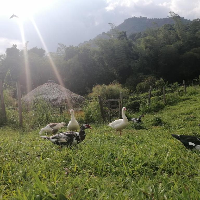 Cabaña independiente en Granja Agroecologica - Casa con 1 dormitorio - 20