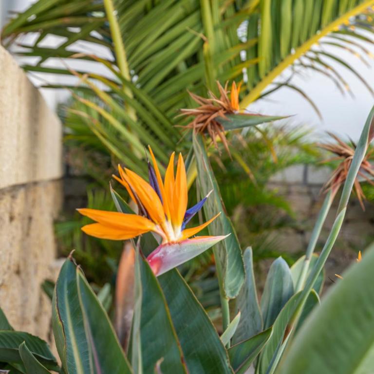 MEDANO4YOU The Strelitzia Terrace - Apartamento de 3 dormitorios - 28