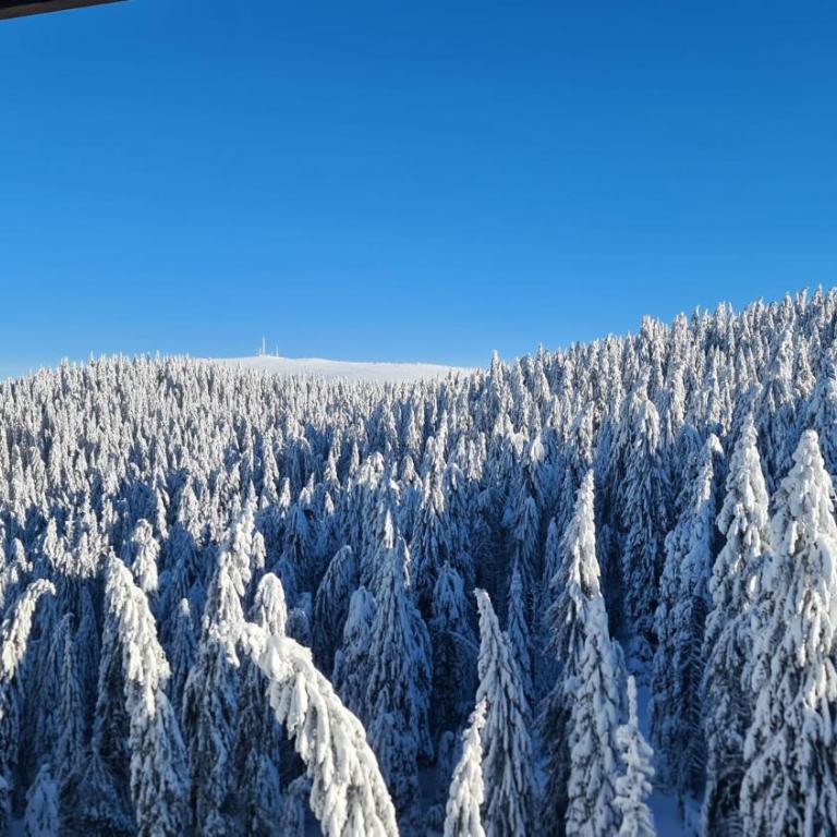 Mountain Chalet Kopaonik - One-Bedroom Apartment - 3