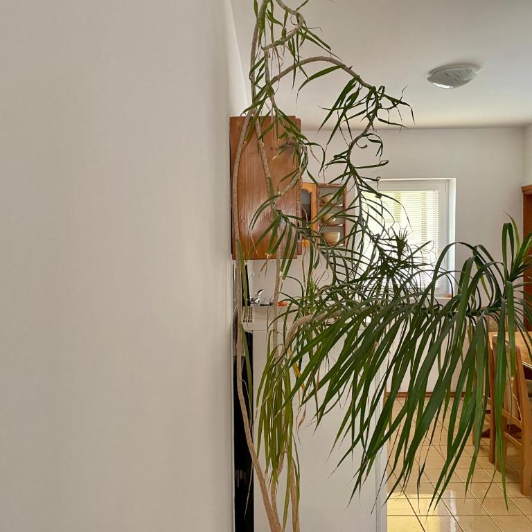 Mount Inn Family - Apartman sa 1 Spavaćom Sobom - 12