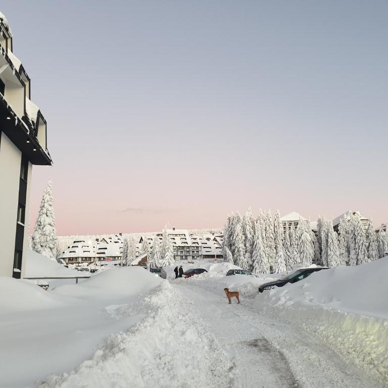 Apartman Noalux 2 Kopaonik - One-Bedroom Apartment - 5