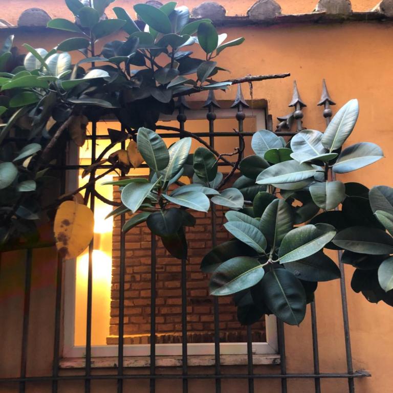 Pantheon, Campo de fiori mini garden - Apartment - 20